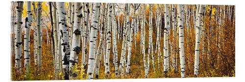 Acrylic print Aspens in autumn