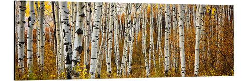 Aluminium print Aspens in autumn