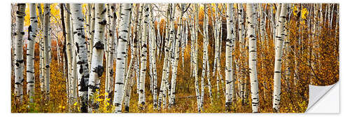 Wall sticker Aspens in autumn