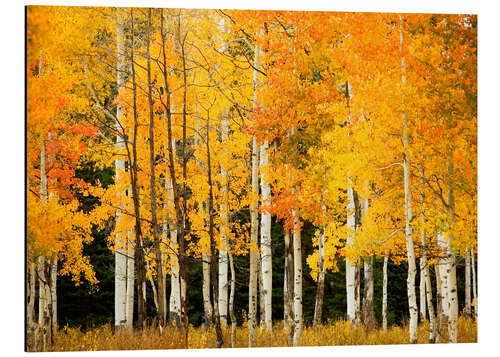 Aluminium print Autumn Forest at Buffalo Pass