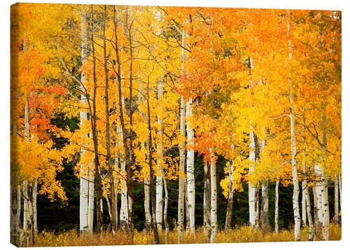 Leinwandbild Herbstwald am Buffalo Pass