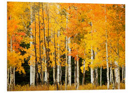 Quadro em PVC Autumn Forest at Buffalo Pass