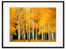 Gerahmter Kunstdruck Herbstwald am Buffalo Pass