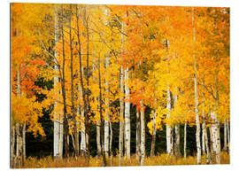 Tableau en plexi-alu Forêt d&#039;automne au col de Buffalo