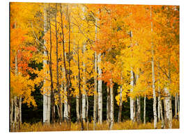 Magnettafel Herbstwald am Buffalo Pass