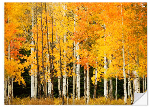 Sticker mural Forêt d'automne au col de Buffalo