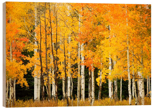 Wood print Autumn Forest at Buffalo Pass