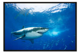 Gerahmter Kunstdruck Weißer Hai in der Karibik