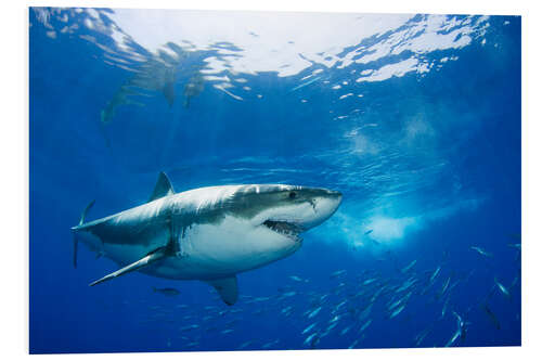 Foam board print Great white shark in the Caribbean