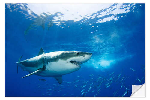 Wall sticker Great white shark in the Caribbean