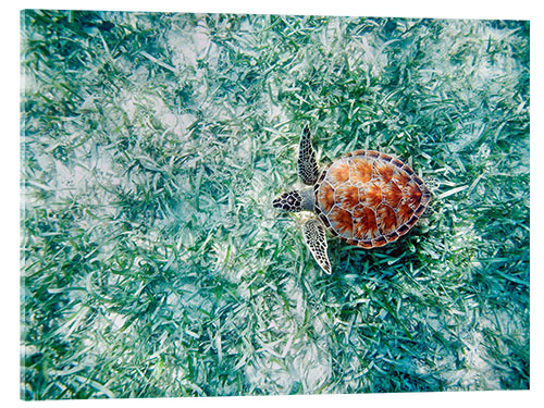 Acrylic print Green Sea Turtle from Above