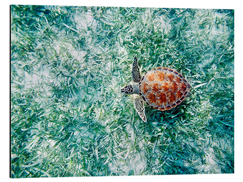 Aluminium print Green Sea Turtle from Above