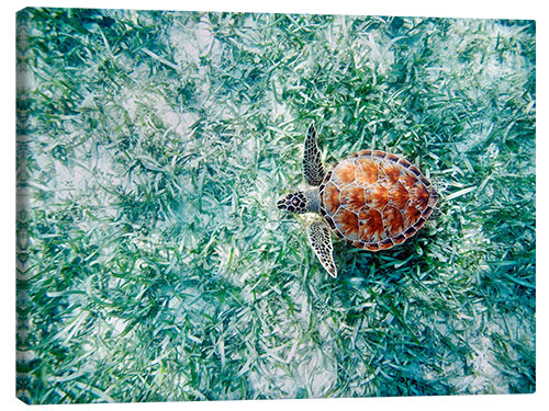 Canvas-taulu Green Sea Turtle from Above