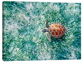 Canvas-taulu Green Sea Turtle from Above