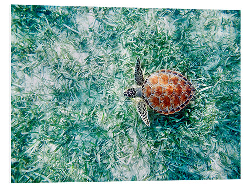 Print på skumplade Green Sea Turtle from Above