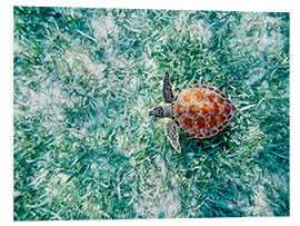 Quadro em PVC Green Sea Turtle from Above