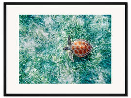 Gerahmter Kunstdruck Grüne Meeresschildkröte von Oben