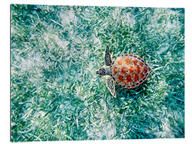 Galleritryk Green Sea Turtle from Above