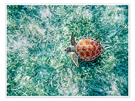 Kunstwerk  Green sea turtle - M. Swiet