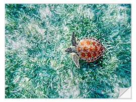 Wall sticker Green Sea Turtle from Above