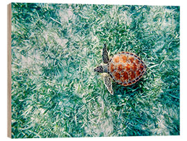 Wood print Green Sea Turtle from Above