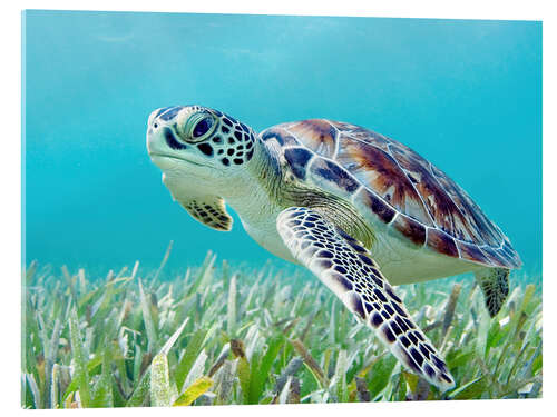 Acrylic print Green Sea Turtle