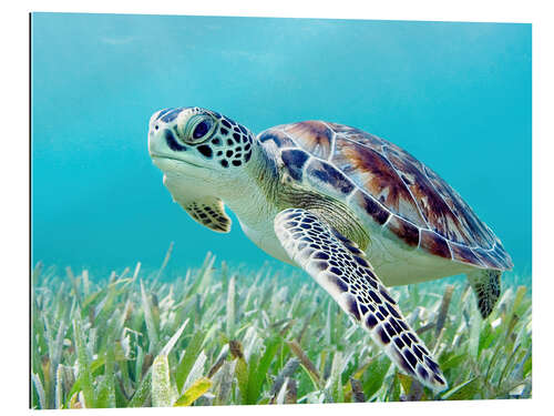 Gallery print Green sea turtle