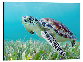 Magnettafel Grüne Meeresschildkröte 
