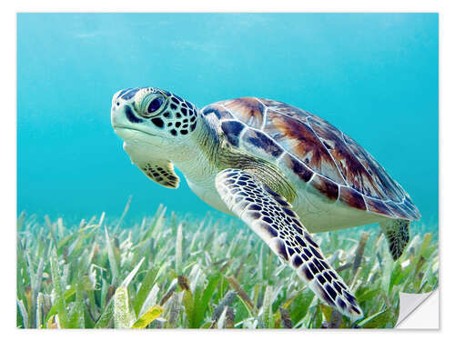 Selvklebende plakat Green sea turtle