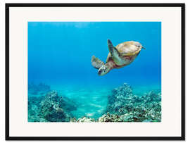 Gerahmter Kunstdruck Grüne Meeresschildkröte I