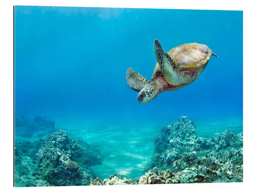 Galleriataulu Green Turtle I