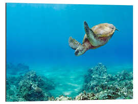 Magnettafel Grüne Meeresschildkröte I
