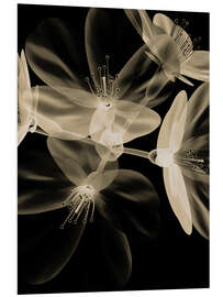 Foam board print Ghostly lily