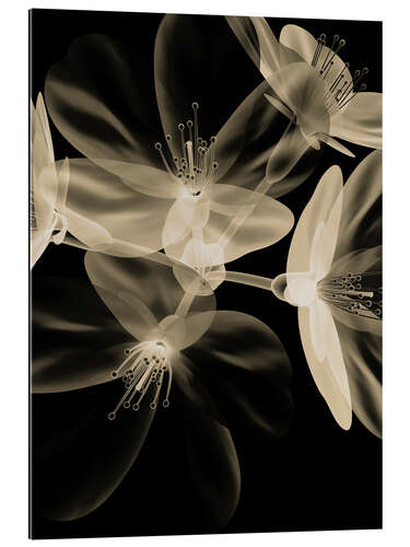 Gallery print Ghostly lily