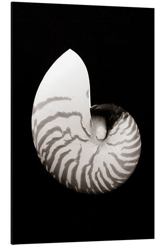 Aluminium print Chambered Nautilus