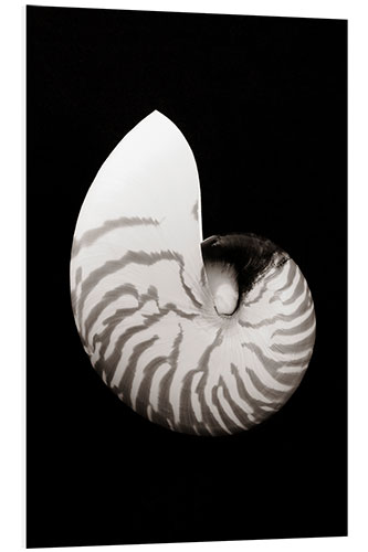 Stampa su PVC Chambered Nautilus