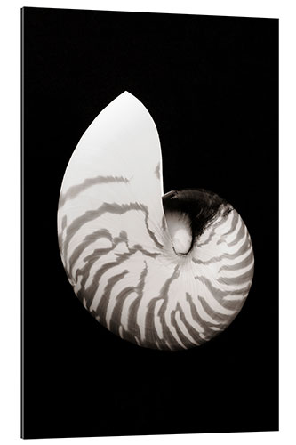 Gallery print Chambered Nautilus