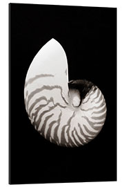 Gallery print Chambered Nautilus