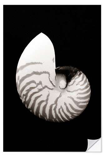 Selvklebende plakat Chambered Nautilus