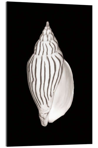 Tableau en verre acrylique Escargot ovale