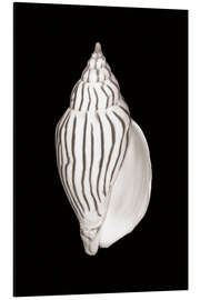 Alumiinitaulu Oval Snail