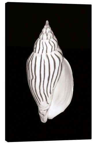 Tableau sur toile Escargot ovale