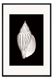 Gerahmter Kunstdruck Ovale Schnecke