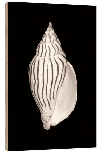 Obraz na drewnie Oval Snail