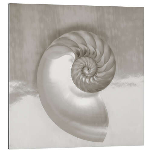 Tableau en aluminium Coquille de Nautilus