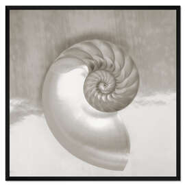 Gerahmter Kunstdruck Nautilus Muschel