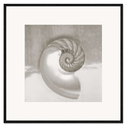 Kehystetty taidepainatus Nautilus shell