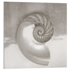 Gallery print Nautilus shell