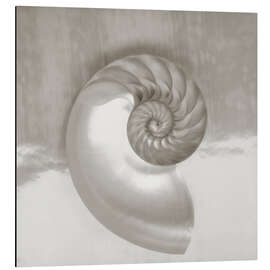 Magnettafel Nautilus Muschel