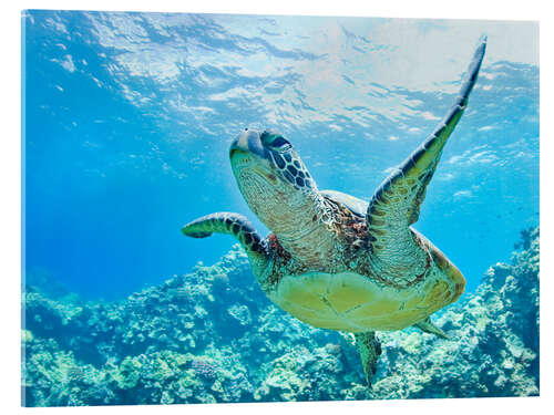 Tableau en verre acrylique Tortue verte au large d'Hawaii